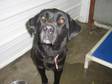 Adopt Ellie-mae a Black Labrador Retriever