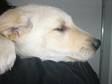 Adopt Lucy a Yellow Labrador Retriever