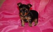 Tera Cup Yorkshire Terrier Puppies For Sal