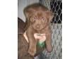 Adopt Keera a Husky,  Chocolate Labrador Retriever