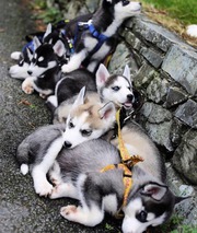 Siberian Husky Puppies For Adoption 
