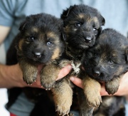 purebred germen shepherd pups ready 