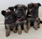 Iresistible German Shepherd Puppies 
