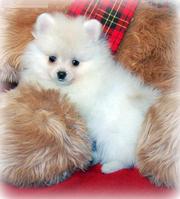 Pomeranian puppies for sale in america